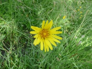 LA Foux Dallos 009
